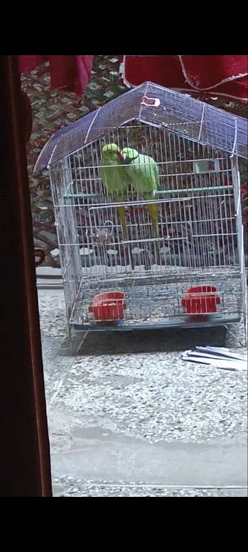 Parrot for sale 9