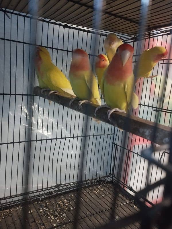 Latino lovebird red eyes pairs 0