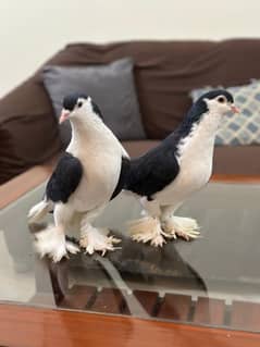 Lahori Black German Sharazi Kimg Size pigeons