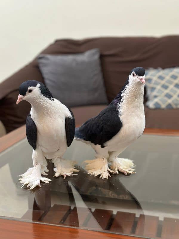 Lahori Black German Sharazi Kimg Size pigeons 3