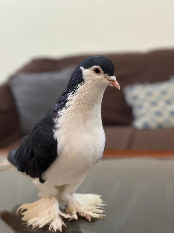 Lahori Black German Sharazi Kimg Size pigeons 4