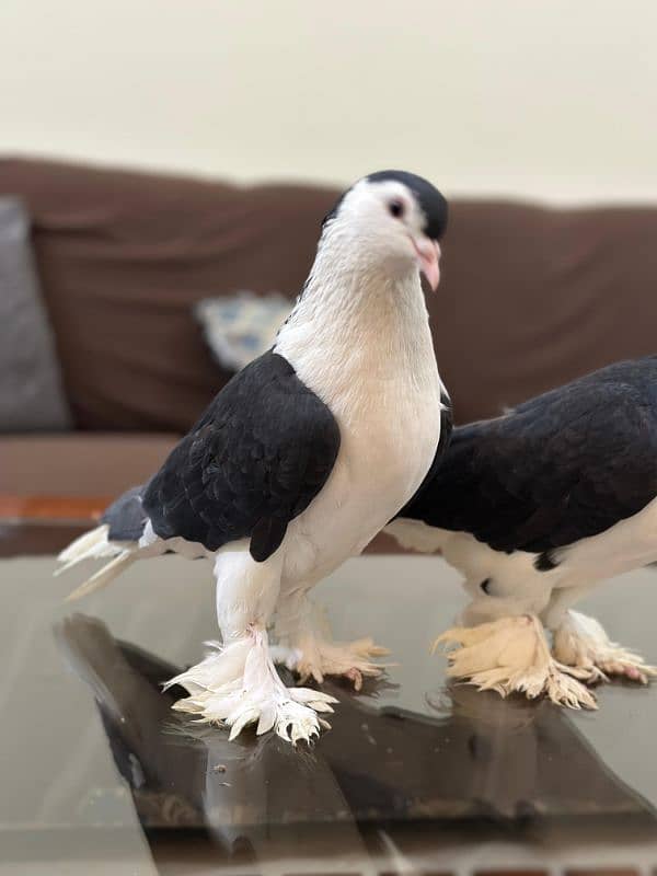 Lahori Black German Sharazi Kimg Size pigeons 5