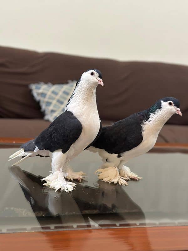 Lahori Black German Sharazi Kimg Size pigeons 7