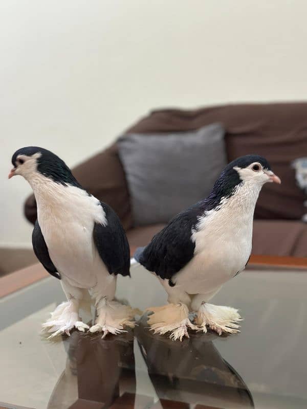 Lahori Black German Sharazi Kimg Size pigeons 9