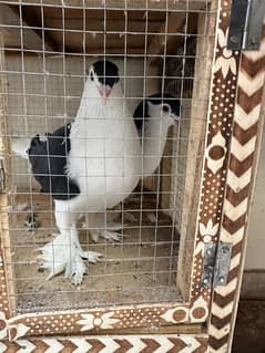 Lahori Black German Sharazi King Size pigeons Pair