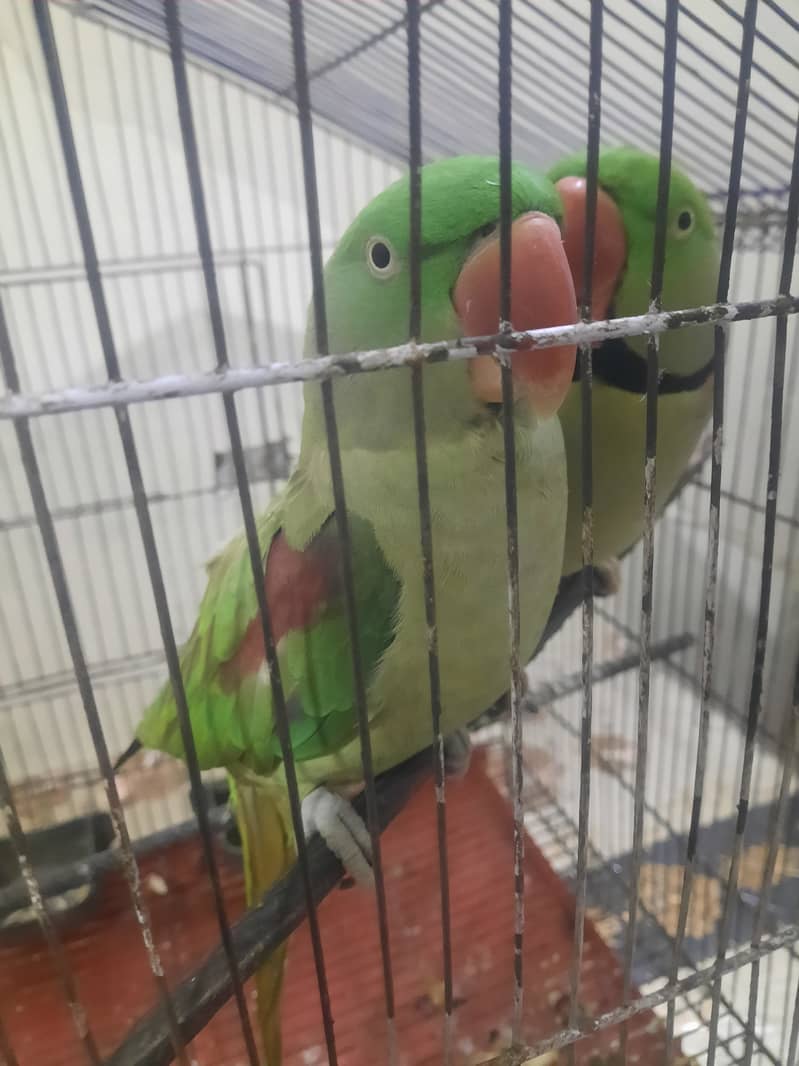 Raw parrot 0