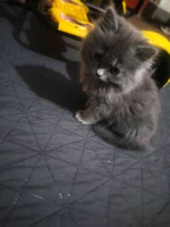 Tripple coated Persian cats for sale