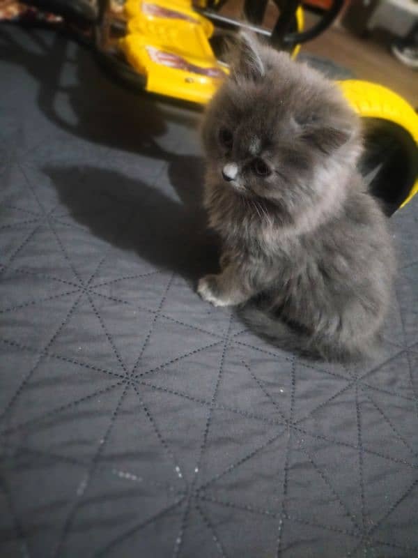 Tripple coated Persian cats for sale 1