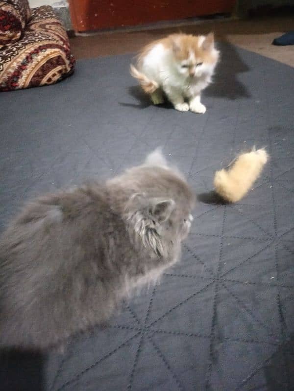 Tripple coated Persian cats for sale 2