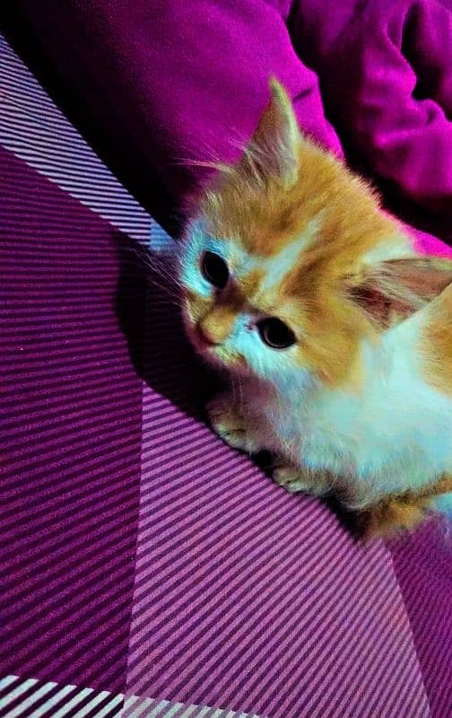 Tripple coated Persian cats for sale 4