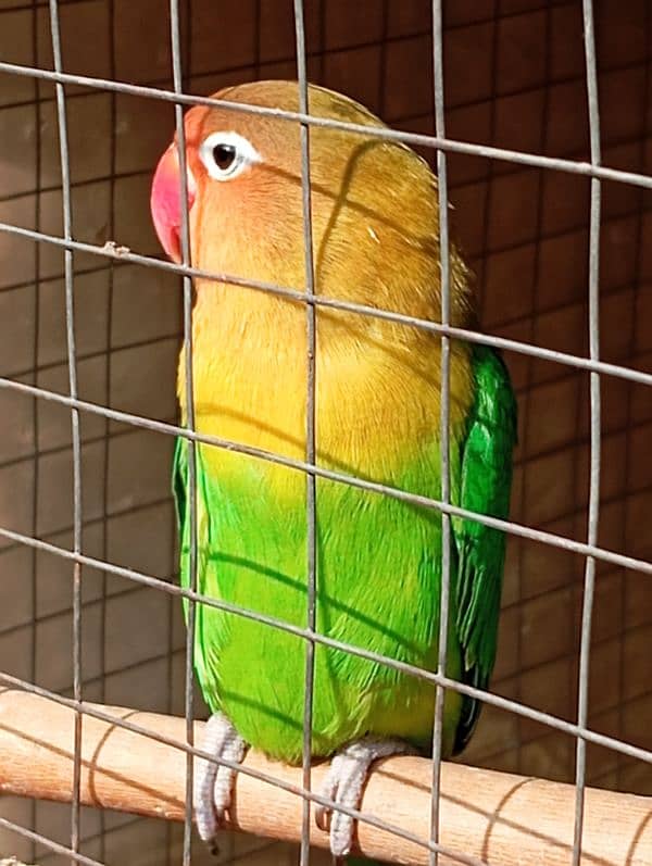 love bird only female available 0