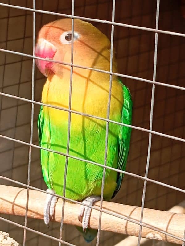 love bird only female available 1