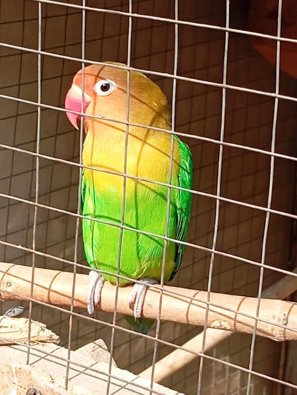 love bird only female available 2