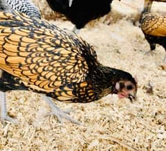 Golden sebright hens