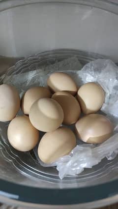 golden buff eggs available for sale