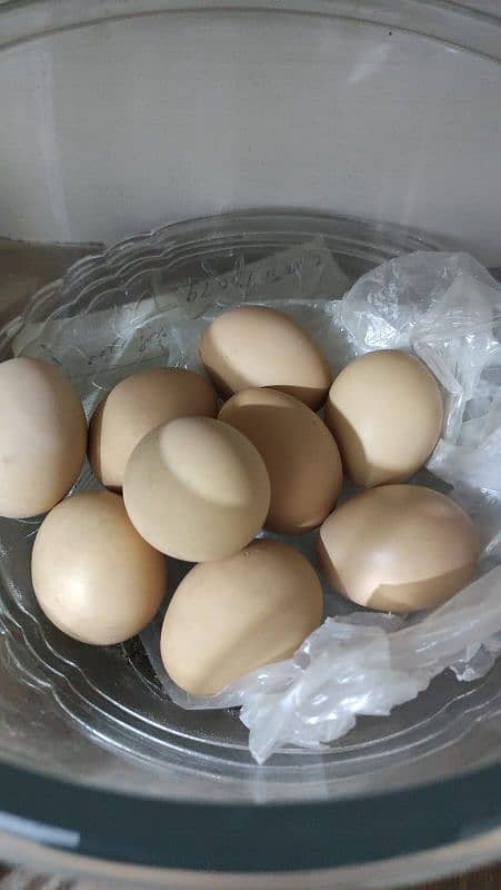 golden buff eggs available for sale 0