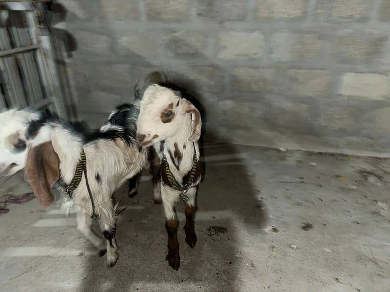 teddy goat for sell 1