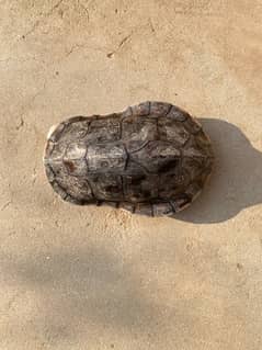 Turtle