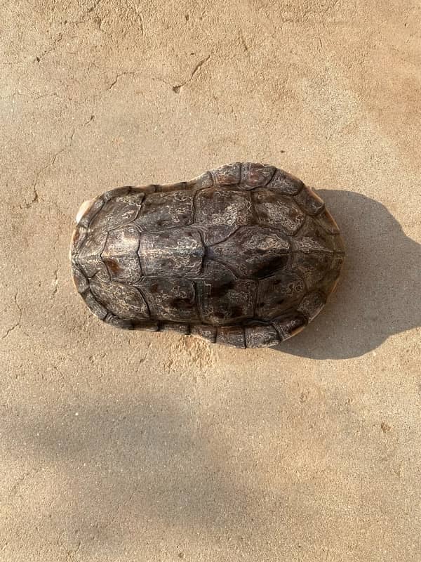 Turtle 0