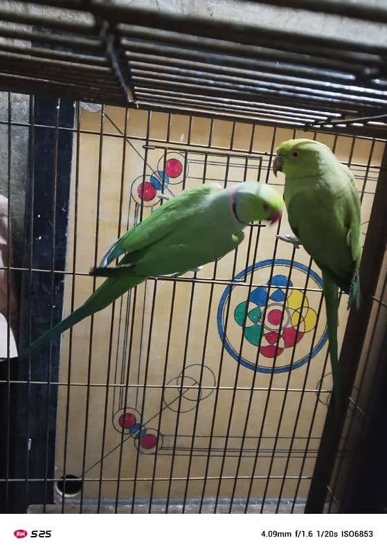 Parrots Breeder Pair 0