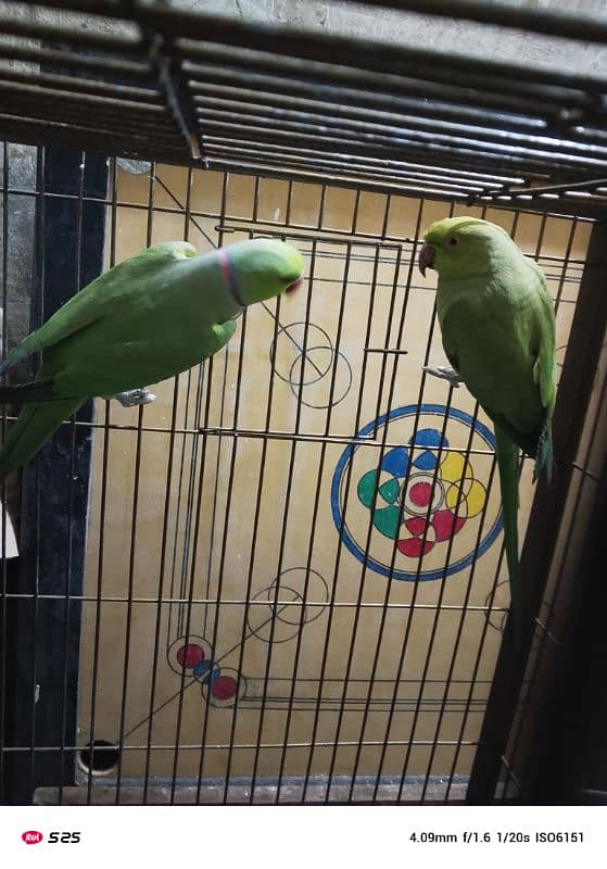 Parrots Breeder Pair 1