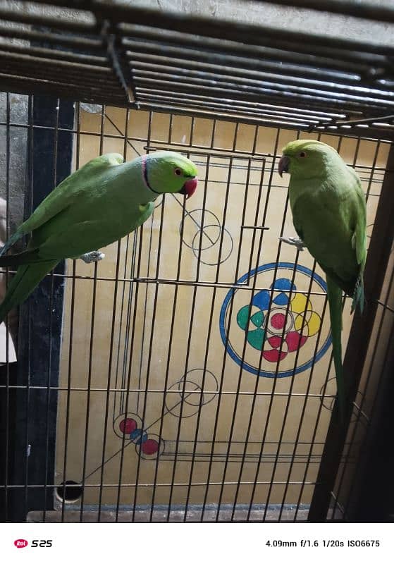 Parrots Breeder Pair 2