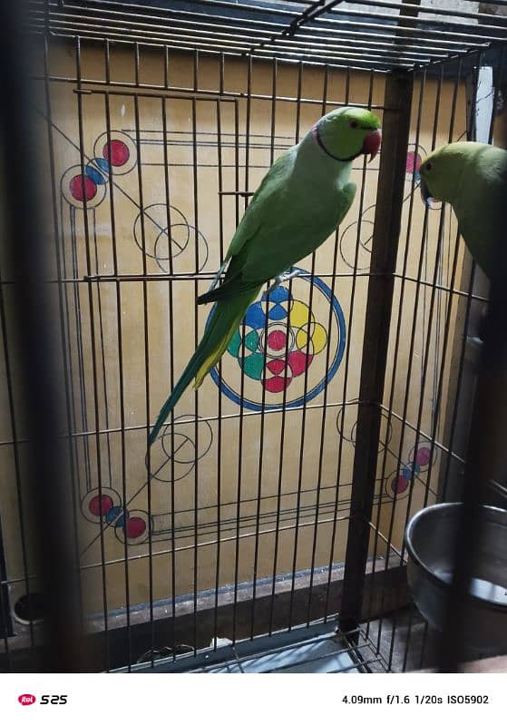 Parrots Breeder Pair 4