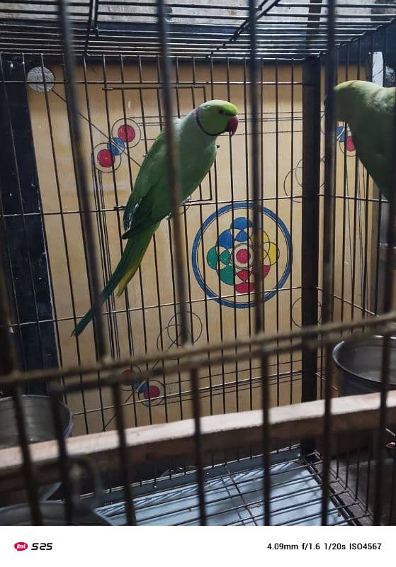 Parrots Breeder Pair 5