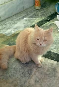 Persian cat