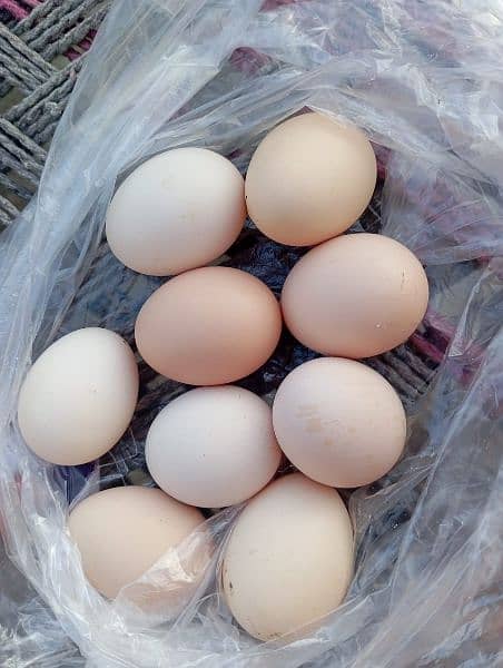 Desi eggs for sale 1