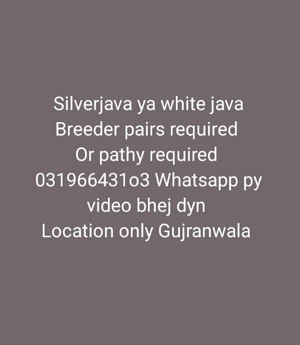 silver java white java 0