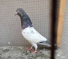 pigeon argent sale ?