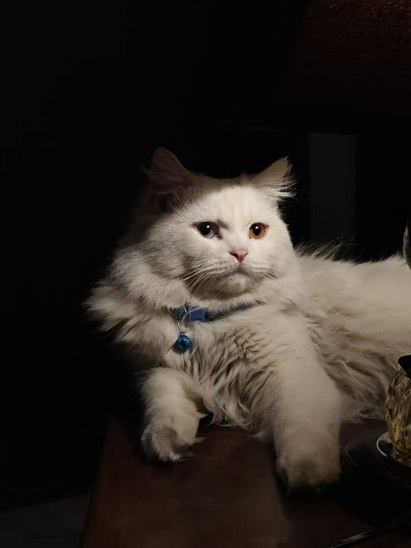 Persian Cat adult Male 3