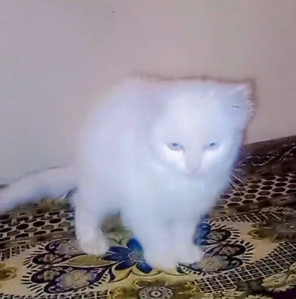 white Persian  kitten with blue eyes 2 month Kitten 0