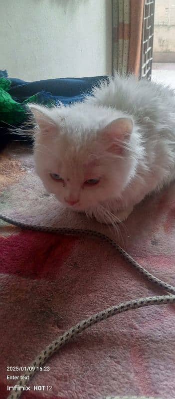 white Persian  kitten with blue eyes 2 month Kitten 2