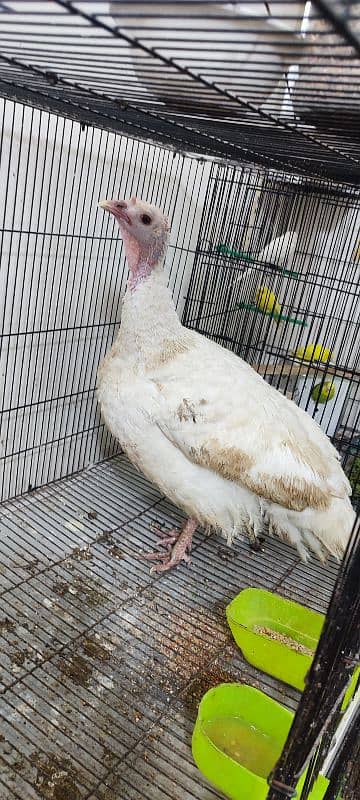 Urgent sale Turkey birds pair healthy pair 1