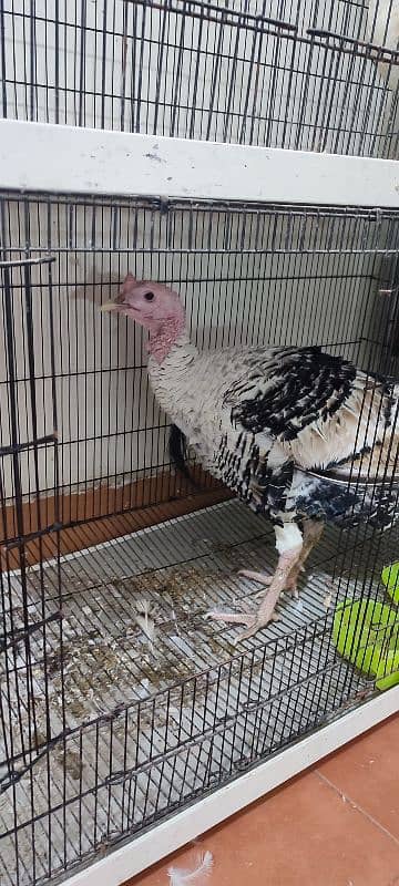 Urgent sale Turkey birds pair healthy pair 3