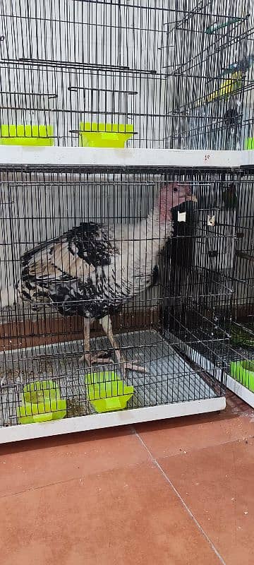 Urgent sale Turkey birds pair healthy pair 4