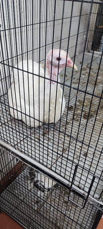 Urgent sale Turkey birds pair healthy pair 5