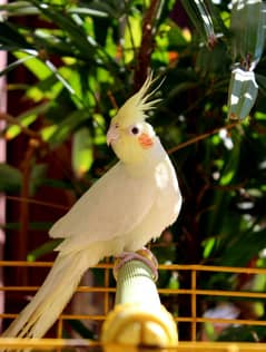 Cockatiel Pair