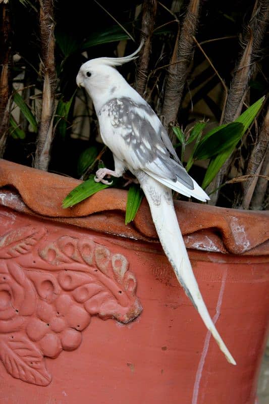 Cockatiel Pair 1