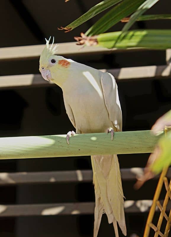 Cockatiel Pair 2