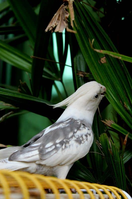 Cockatiel Pair 3