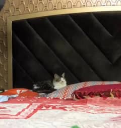 semi persian female cat for sale ,4 months old