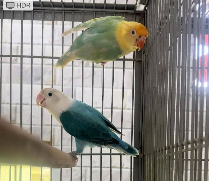 lovebirds breeder pairs 1