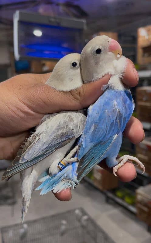 lovebirds breeder pairs 2