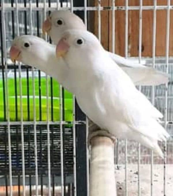 lovebirds breeder pairs 3