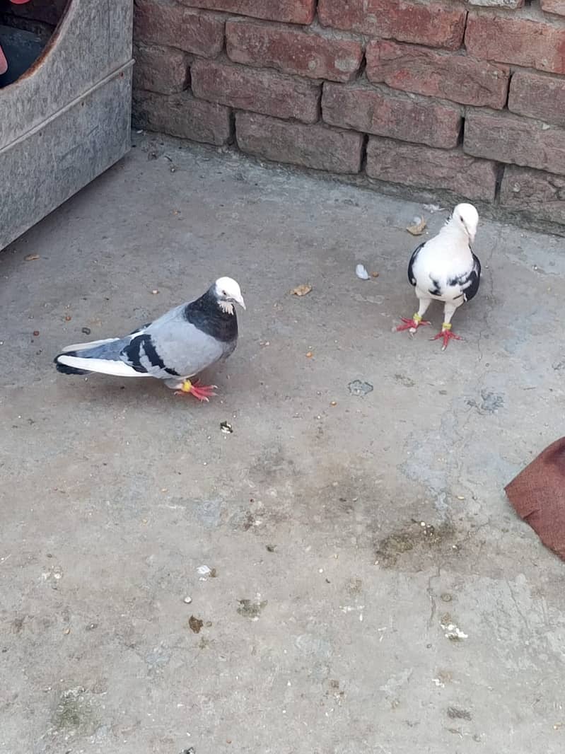 sherazi fancy pigeon 0