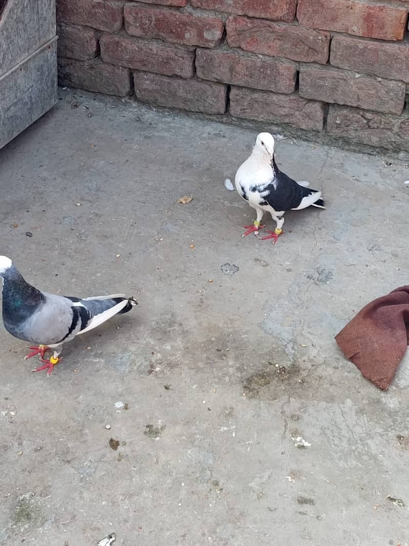 sherazi fancy pigeon 1