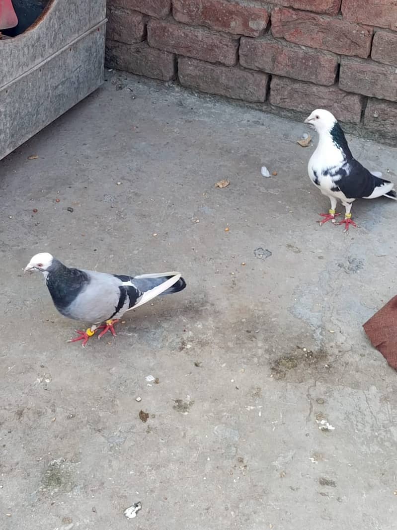 sherazi fancy pigeon 2